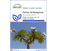 SAFLAX - Palmier de Madagascar - 10 graines - Pachypodium lamerei
