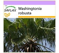SAFLAX - Palmier éventail - 12 graines - Washingtonia robusta