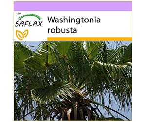 SAFLAX - Palmier éventail - 12 graines - Washingtonia robusta