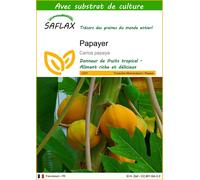 SAFLAX - Papayer - 30 graines - Avec substrat - Carica