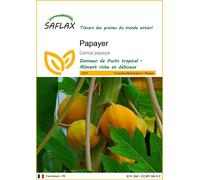 SAFLAX - Papayer - 30 graines - Carica
