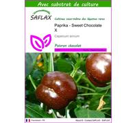 SAFLAX - Paprika - Sweet Chocolate X - 10 graines - Avec substrat - Capsicum