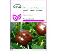 SAFLAX - Paprika - Sweet Chocolate X - 10 graines - Capsicum