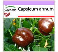 SAFLAX - Paprika - Sweet Chocolate X - 10 graines - Capsicum annum