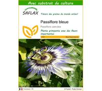 SAFLAX - Passiflore bleue - 25 graines - Avec substrat - Passiflora