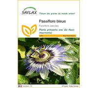 SAFLAX - Passiflore bleue - 25 graines - Passiflora caerulea