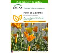SAFLAX - Pavot de Californie - 1500 graines - Avec substrat - Eschscholzia