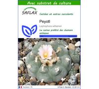 SAFLAX - Peyotl - 20 graines - Avec substrat - Lophophora