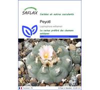 SAFLAX - Peyotl - 20 graines - Lophophora