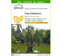 SAFLAX - Pied d'éléphant - 10 graines - Avec substrat - Beaucarnea