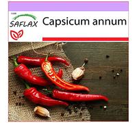 SAFLAX - Piment de Cayenne - 20 graines - Capsicum