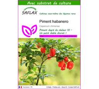 SAFLAX - Piment habanero - 10 graines - Avec substrat - Capsicum