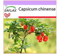 SAFLAX - Piment habanero - 10 graines - Capsicum