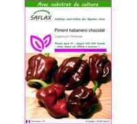 SAFLAX - Piment habanero chocolat - 10 graines - Avec substrat - Capsicum
