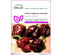 SAFLAX - Piment habanero chocolat - 10 graines - Capsicum