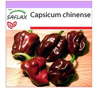 SAFLAX - Piment habanero chocolat - 10 graines - Capsicum