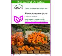 SAFLAX - Piment habanero jaune - 10 graines - Avec substrat - Capsicum