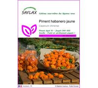 SAFLAX - Piment habanero jaune - 10 graines - Capsicum