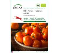 SAFLAX -- Piment - Habanero orange - 20 graines - Capsicum