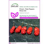 SAFLAX - Piment - Peter Peppers Pénis Chili - 10 graines - Capsicum