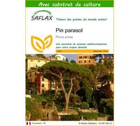 SAFLAX - Pin parasol - 6 graines - Avec substrat - Pinus