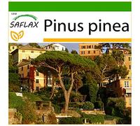 SAFLAX - Pin parasol - 6 graines - Avec substrat - Pinus pinea