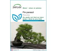 SAFLAX - Pin parasol - 6 graines - Pinus