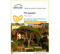 SAFLAX - Pin parasol - 6 graines - Pinus