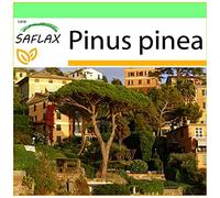 SAFLAX Garden to go - Pin parasol - 6 graines - Pinus