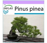 SAFLAX - Pin parasol - 6 graines - Pinus pinea