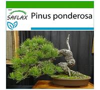 SAFLAX - Pin ponderosa - 20 graines - Avec substrat - Pinus ponderosa