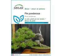 SAFLAX - Pin ponderosa - 20 graines - Pinus