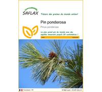 SAFLAX - Pin ponderosa - 20 graines - Pinus