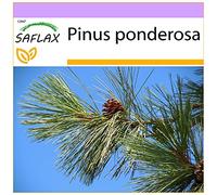 SAFLAX - Pin ponderosa - 20 graines - Pinus ponderosa