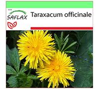 SAFLAX - Pissenlit - 200 graines - Taraxacum officinale