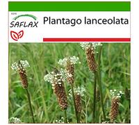 SAFLAX - Plantain lancéolé - 100 graines - Avec substrat - Plantago lanceolata