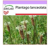 SAFLAX - Plantain lancéolé - 100 graines - Plantago lanceolata