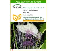 SAFLAX - Plante chauve-souris blanche - 10 graines - Avec substrat - Tacca
