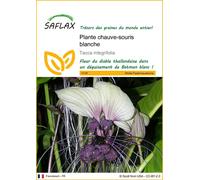 SAFLAX - Plante chauve-souris blanche - 10 graines - Tacca