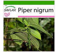 SAFLAX - Poivrier commun - 20 graines - Avec substrat - Piper nigrum
