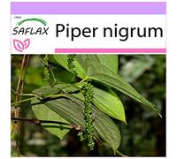 SAFLAX - Poivrier commun - 20 graines - Piper nigrum