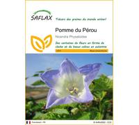 SAFLAX - Pomme du Pérou - 100 graines - Nicandra