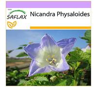 SAFLAX - Pomme du Pérou - 100 graines - Nicandra Physaloides