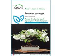 SAFLAX - Pommier sauvage - 30 graines - Malus