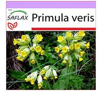 SAFLAX - Primevère officinale - 100 graines - Primula veris