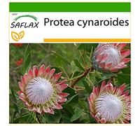 SAFLAX - Protée royale - 5 graines - Avec substrat - Protea cynaroides
