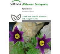 Saflax Pulsatille - 30 Graines