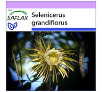 SAFLAX - Reine de la nuit - 40 graines - Selenicerus grandiflorus