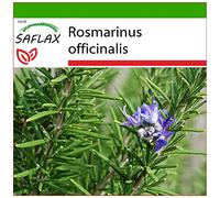 SAFLAX - Romarin - 100 graines - Avec substrat - Rosmarinus officinalis