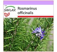 SAFLAX - Romarin - 100 graines - Rosmarinus officinalis